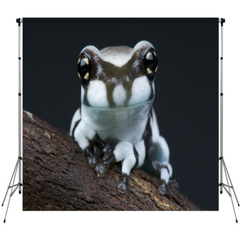 Milk Frog / Trachycephalus Custom Size Backdrop