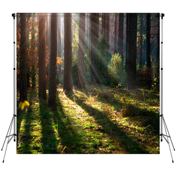 Misty Old Forest. Autumn Woods Custom Size Backdrop
