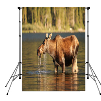 Moose At Glacier National Park Pole Pocket Backdrop