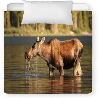 Moose At Glacier National Park Toddler Comforter