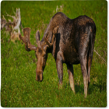 Moose Baby Blanket