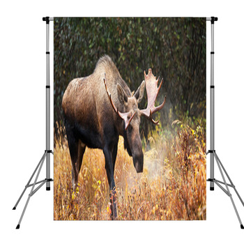Moose Bull Blowing Some Steam, Pole Pocket Backdrop