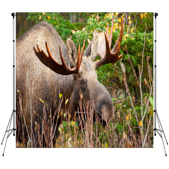 Moose Bull Closeup, Alaska Fleece Backdrop