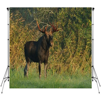 Moose Bull Custom Size Backdrop