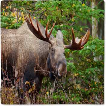 Moose Bull, Male, Alaska, USA Baby Blanket