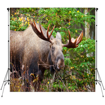 Moose Bull, Male, Alaska, USA Custom Size Backdrop