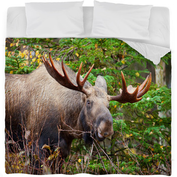 Moose Bull, Male, Alaska, USA Fleece Bed Blanket