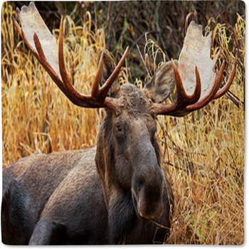 Moose Bull Portrait/ Male, Alaska, USA Baby Blanket