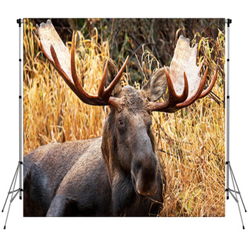 Moose Bull Portrait/ Male, Alaska, USA Fleece Backdrop