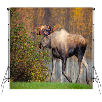 Moose Bull Walking, Male, Alaska, USA Fleece Backdrop