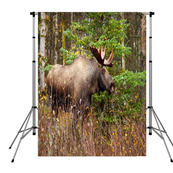Moose Bull With Big Antlers Pole Pocket Backdrop