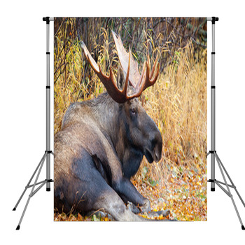 Moose Bull With Big Antlers, Male,  Pole Pocket Backdrop