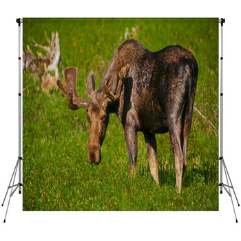 Moose Custom Size Backdrop