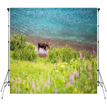 Moose Custom Size Backdrop