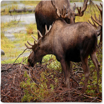 Moose Eating A Meal In Alaska Baby Blanket