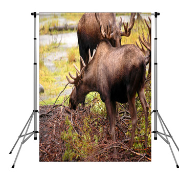 Moose Eating A Meal In Alaska Pole Pocket Backdrop