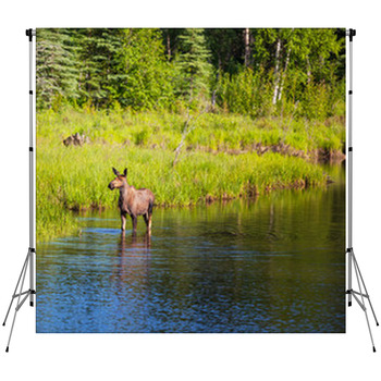 Moose Fleece Backdrop