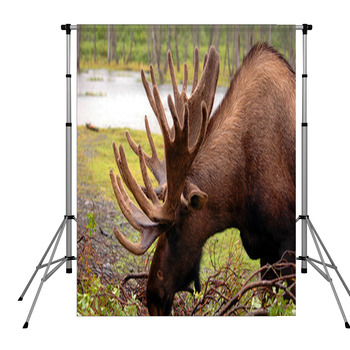 Moose In Alaska Pole Pocket Backdrop