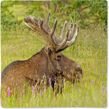 Moose In The Meadow Baby Blanket