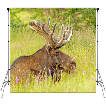 Moose In The Meadow Fleece Backdrop