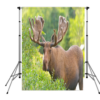 Moose In Velvet Feeding In The Pole Pocket Backdrop