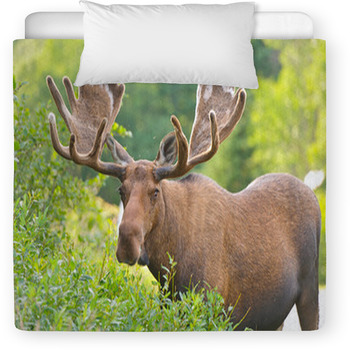 Moose In Velvet Feeding In The Toddler Comforter