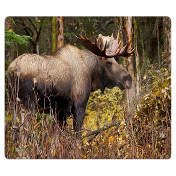 Moose Rugs
