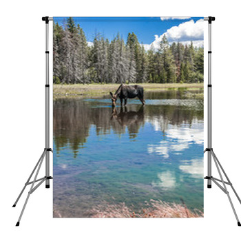 Moose Standing In Reflecting Lake Pole Pocket Backdrop