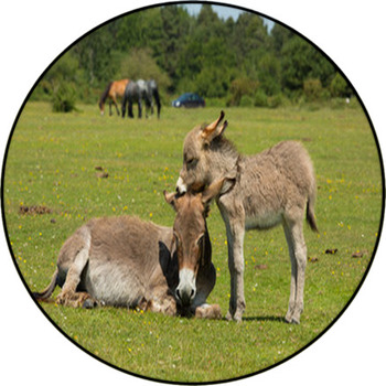 New Forest Hampshire England UK Mother And Round Rug