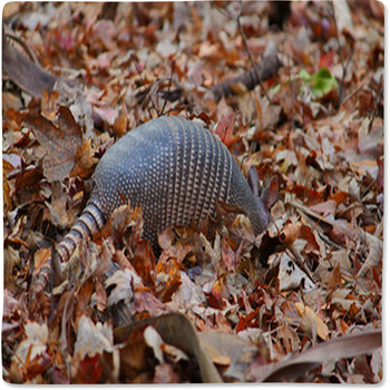 Nine-banded Armadillo (Dasypus Baby Blanket