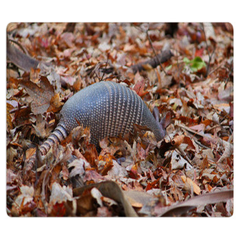 Nine-banded Armadillo (Dasypus Novemcinctus) In  Bath Mat