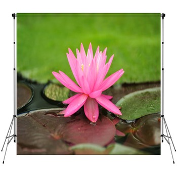 Ninfea Esotica Custom Size Backdrop