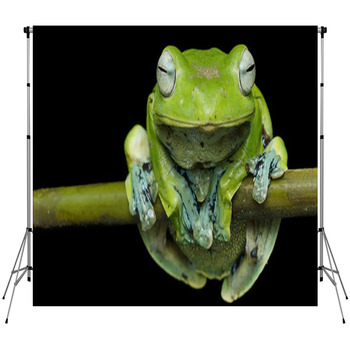 Nurhayati Flying Frog, (Rhacophorus Fleece Backdrop