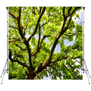 Old Oak Branches Custom Size Backdrop