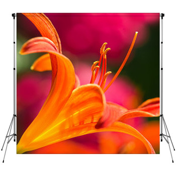 Orange Daylily In Side Angle View Custom Size Backdrop