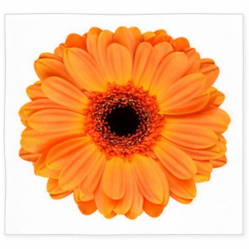Orange Gerbera Flower Isolated On Custom Size Floor Mat