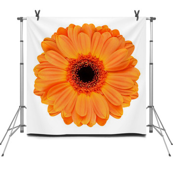 Orange Gerbera Flower Isolated On White Fleece Backdrop