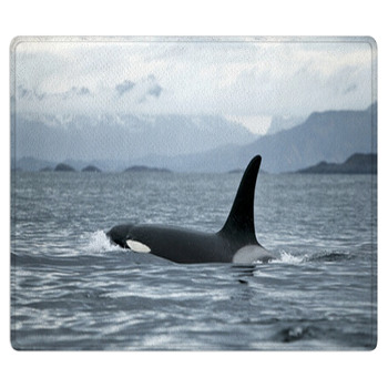 Orca Rugs