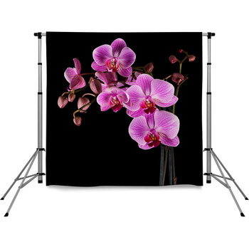 Orchid Backdrops