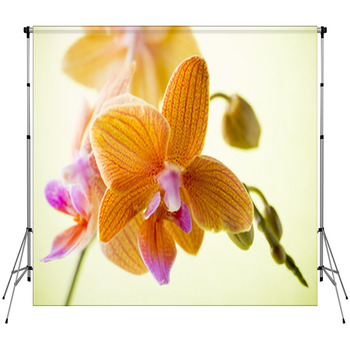 Orchid. Custom Size Backdrop