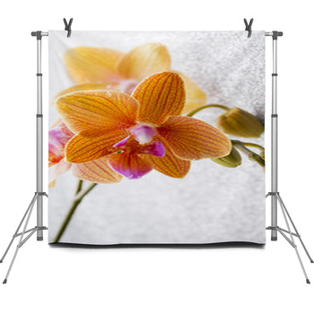 Orchid. Fleece Backdrop