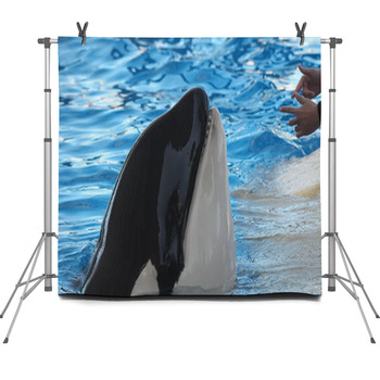 Orcinus Orca Fleece Backdrop