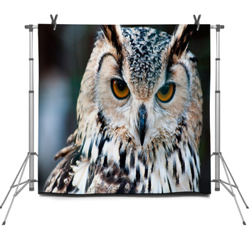 Owl Close Up Portrait Fleece Backdrop