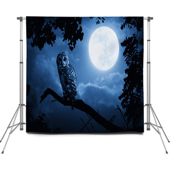 Owl Illuminated By Full Moon On Custom Size Backdrop