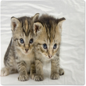 Pair Of Kittens On White Backgroun Baby Blanket