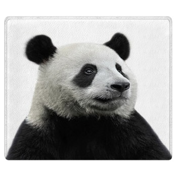 Panda Rugs