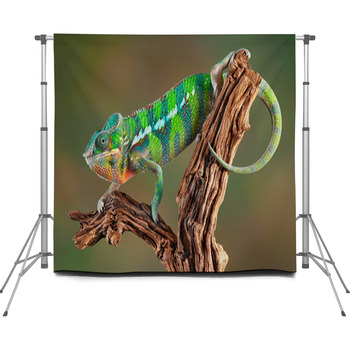 Panther Chameleon On A Branch Custom Size Backdrop