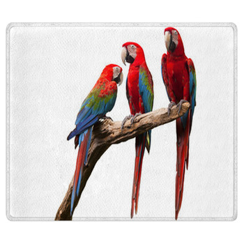 Parrot Area Rug