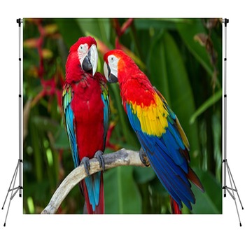 Parrot Backdrops