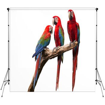 Parrot Fleece Backdrop